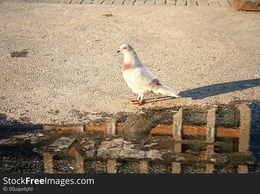 Curious Beautiful Pigeon