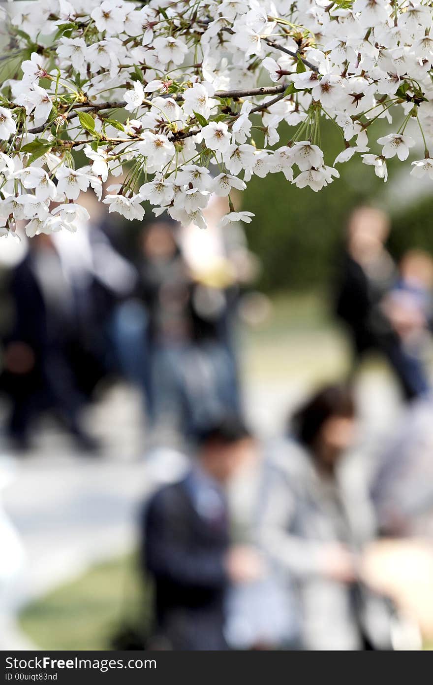 Cherry blossom season..