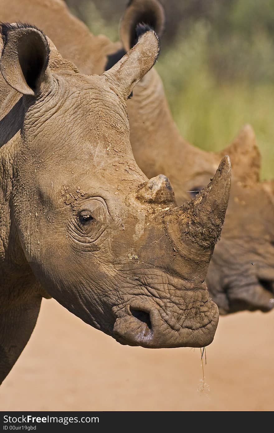 Head shot of two white rhinos.