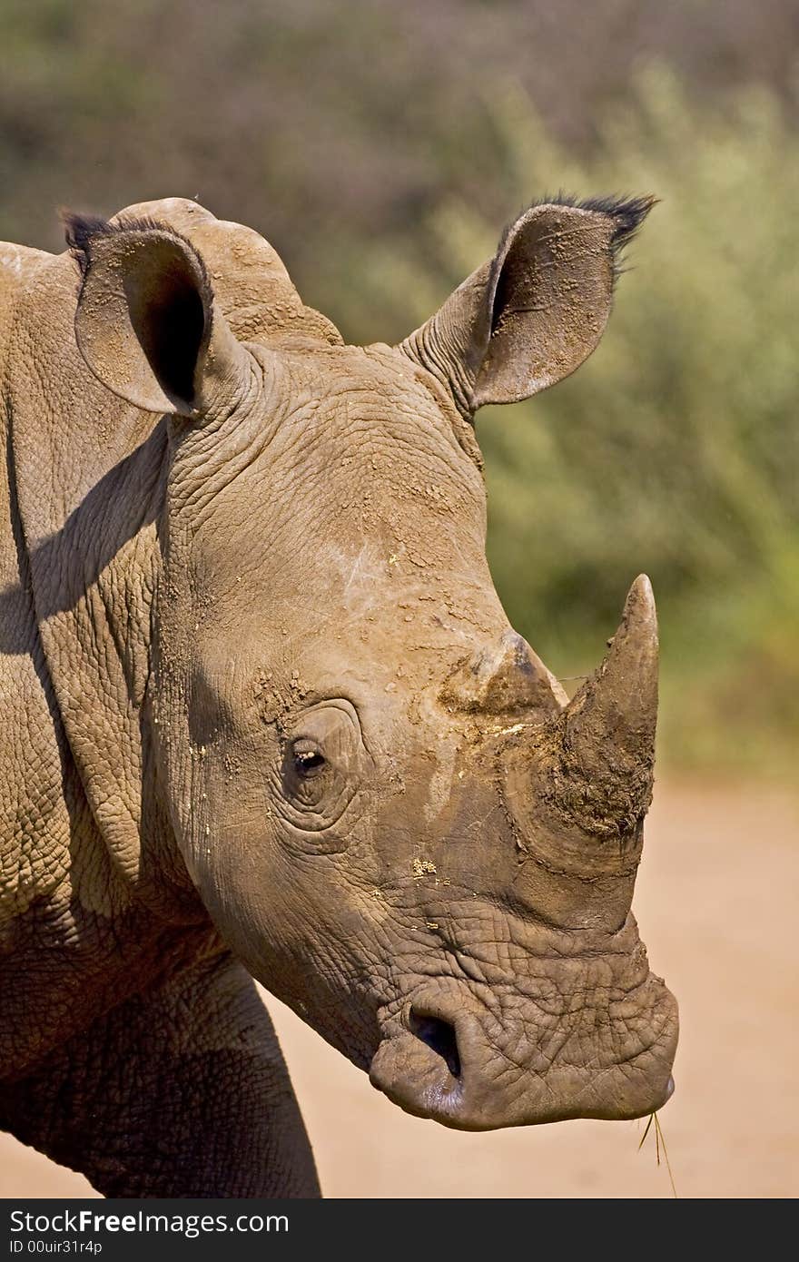 White Rhino headshot