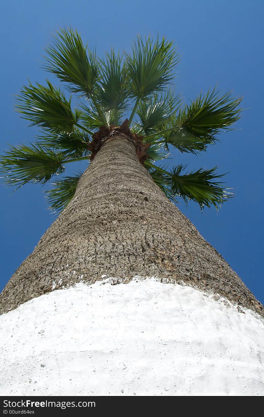 Down to top view of a palm. Down to top view of a palm