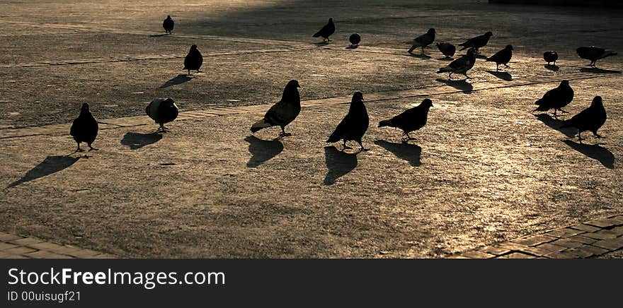 Pigeons at Sunset