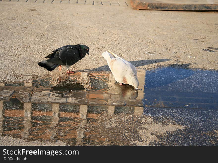 A black pigeon and a white one are fooling around in the water. A black pigeon and a white one are fooling around in the water.