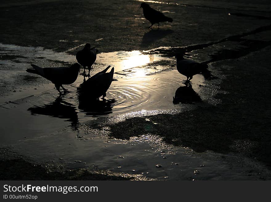 Pigeons Drinking Water at Sundown