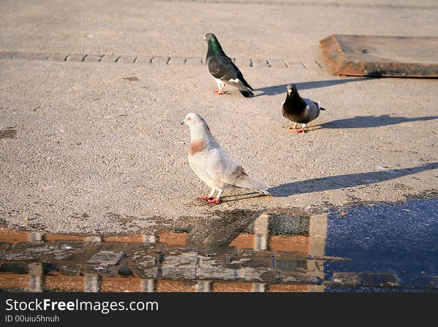 Pigeons From Piata Unirii - Iasi