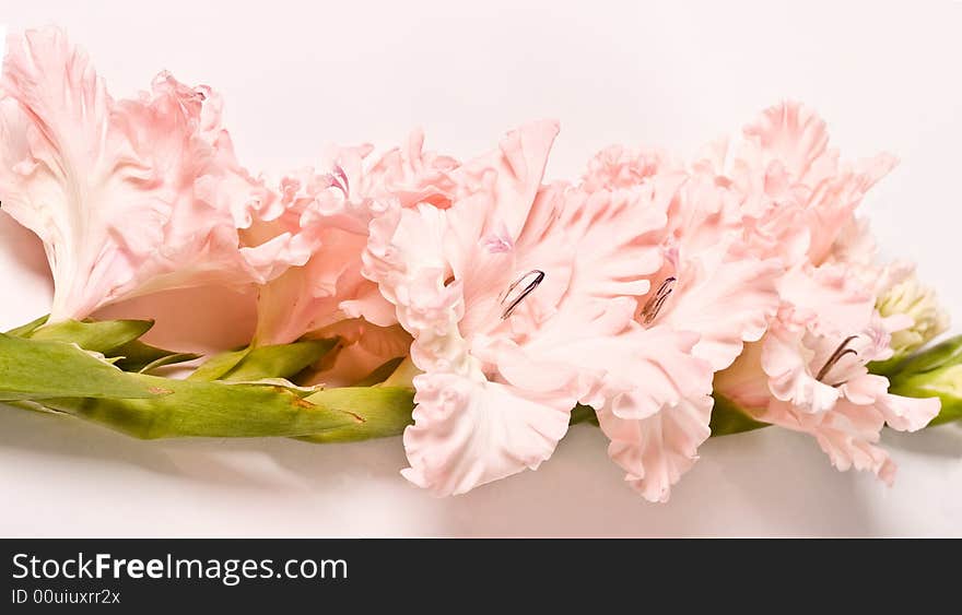 Flower series: beauty pink colored gladiola, romantic mood. Flower series: beauty pink colored gladiola, romantic mood