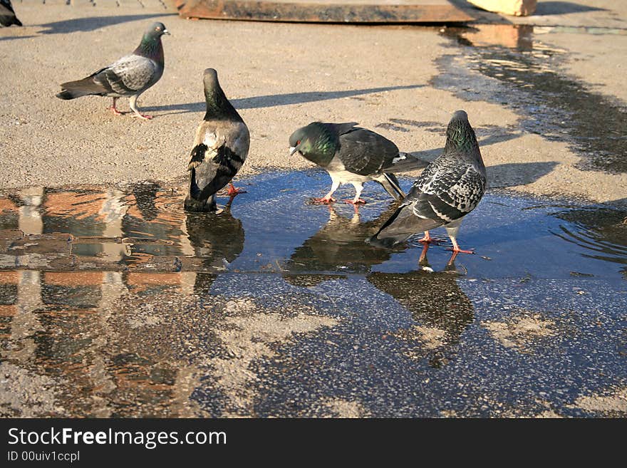 Pigeons Playing in the Water