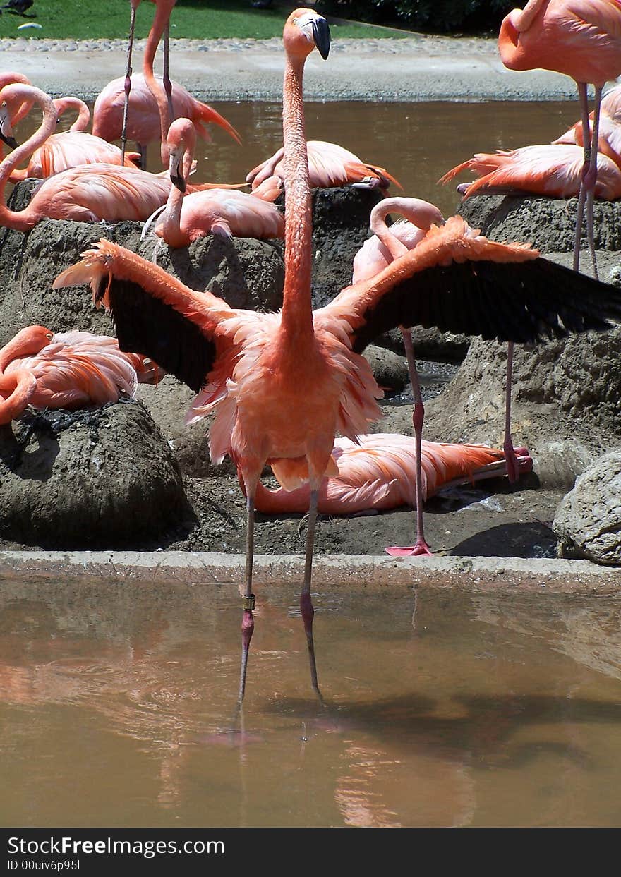 Pink Flamingo With Cut Wing