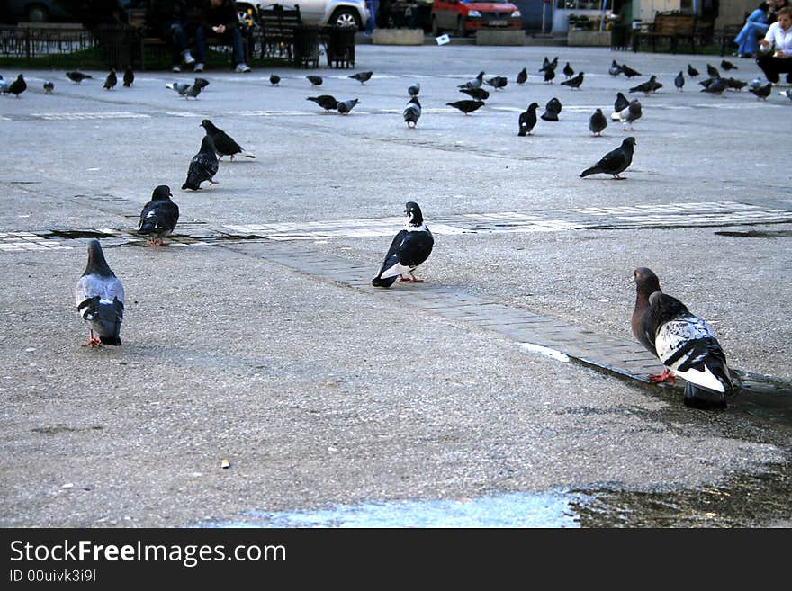 Pigeons Sitting Quietly Waiting for the Sundown