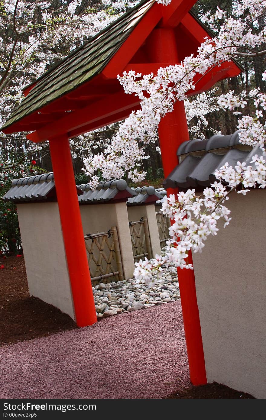 Cherry Blossoms Over A Pagoda