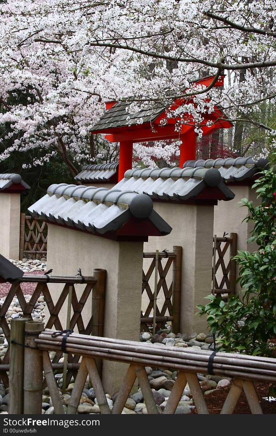 Cherry Blossoms over an orange Japanese pagoda. Cherry Blossoms over an orange Japanese pagoda