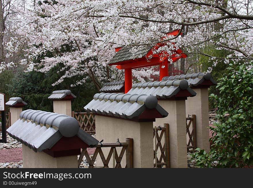 Cherry trees blossoming in a Japanese garden. Cherry trees blossoming in a Japanese garden