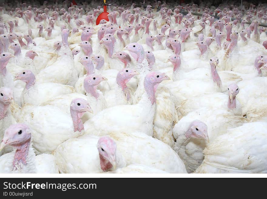 Group of turkeys at farm