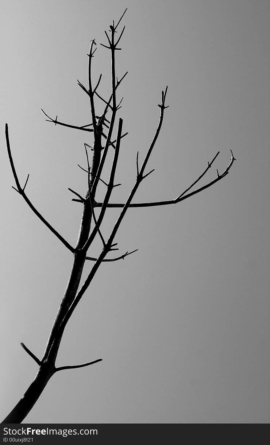 Tree in black and white. Tree in black and white.