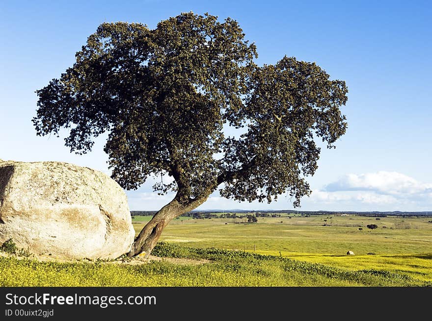 Oak tree - Quercus ilex - in a field of yellow flowers, Alentejo, Portugal