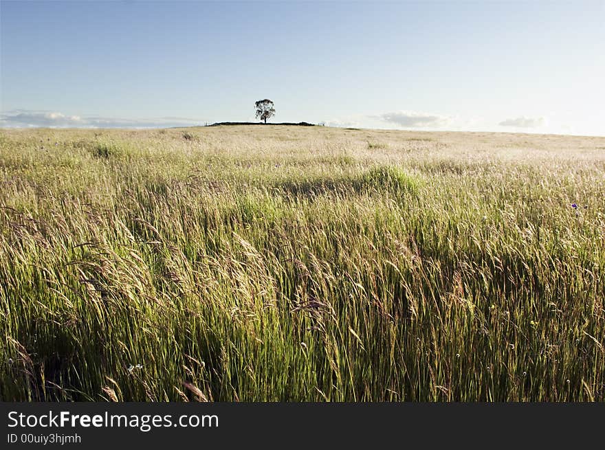 Pasture field in the afternoon light. Alentejo, Portugal