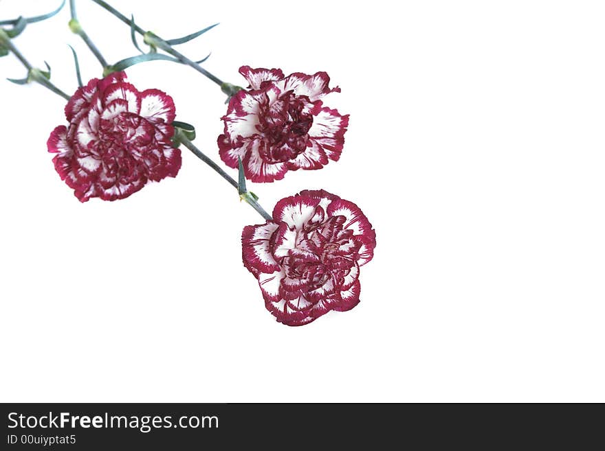 Red carnations on a white background with copy space