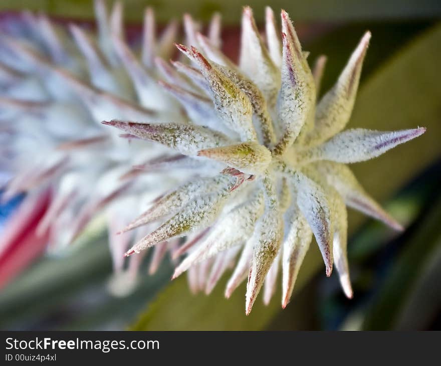 An exotic flower at Palma Sola Botanical Gardens in Bradenton, Florida