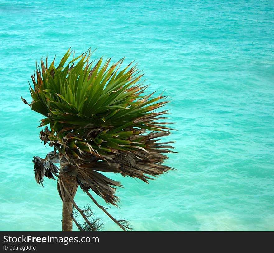 Palm tree and ocean off the Mexican coast. Palm tree and ocean off the Mexican coast.