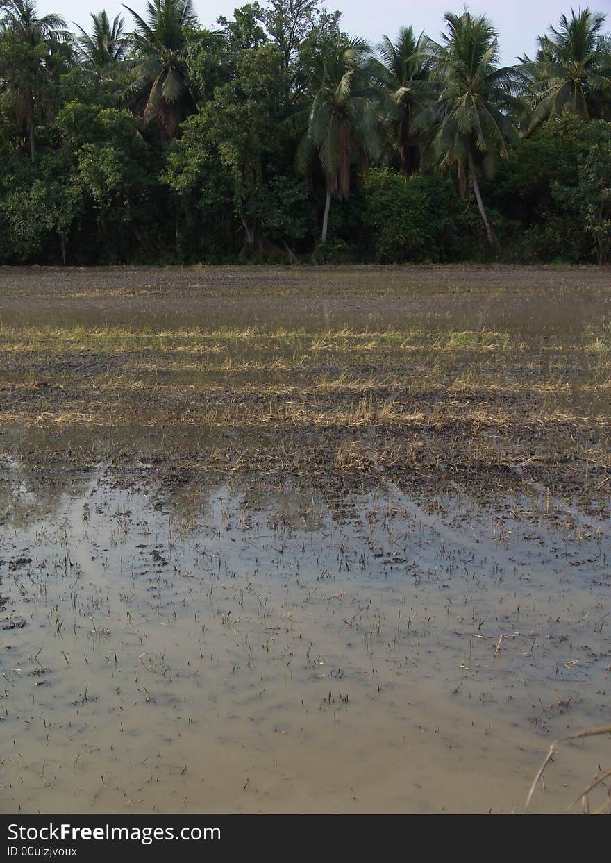 Rice field in Thailand