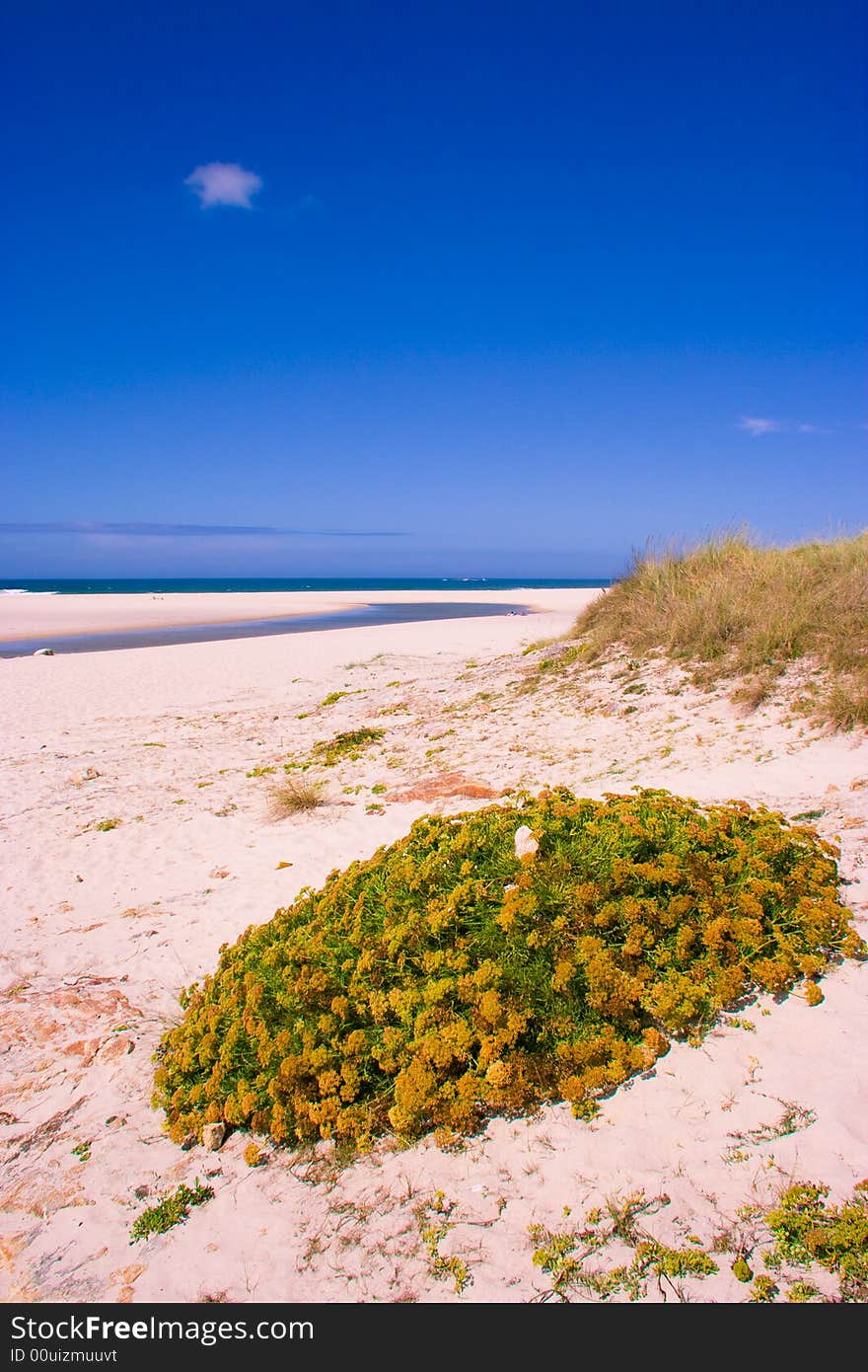 Grass over sand of a beach. Grass over sand of a beach