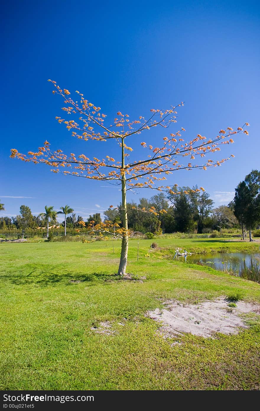 An exotic thorny tree against a deep blue background at Palma Sola Botanical Gardens in Bradenton, Florida