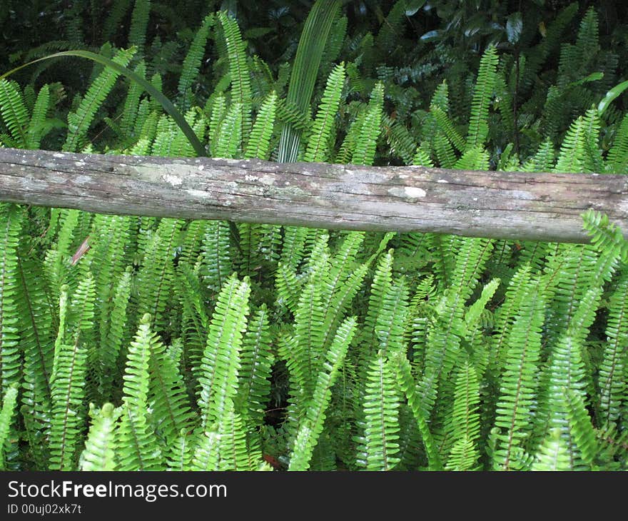 Florida Ferns growing along fence in Florida. Florida Ferns growing along fence in Florida