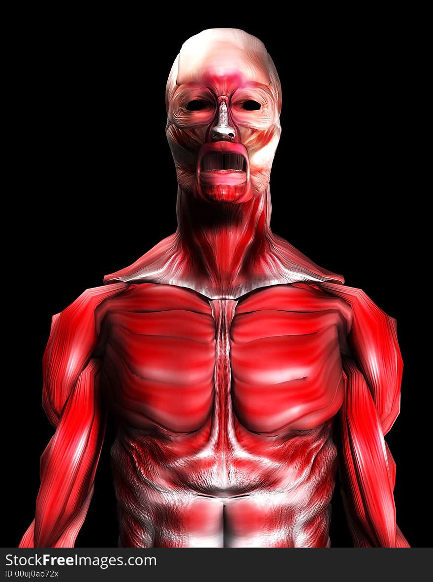 A male body that is made up of just muscles, it would make a good medical or Halloween image. A male body that is made up of just muscles, it would make a good medical or Halloween image.