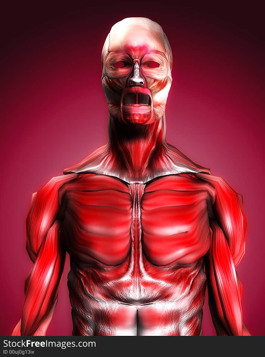 A male body that is made up of just muscles, it would make a good medical or Halloween image. A male body that is made up of just muscles, it would make a good medical or Halloween image.