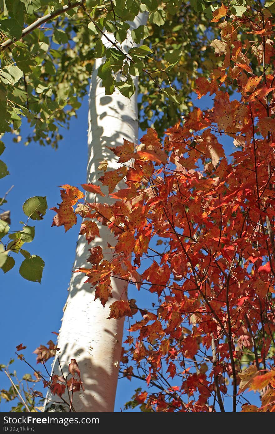 White birch tree trunk surrounded by orange, red, and yellow autumn leaves against a bright blue sky. White birch tree trunk surrounded by orange, red, and yellow autumn leaves against a bright blue sky.