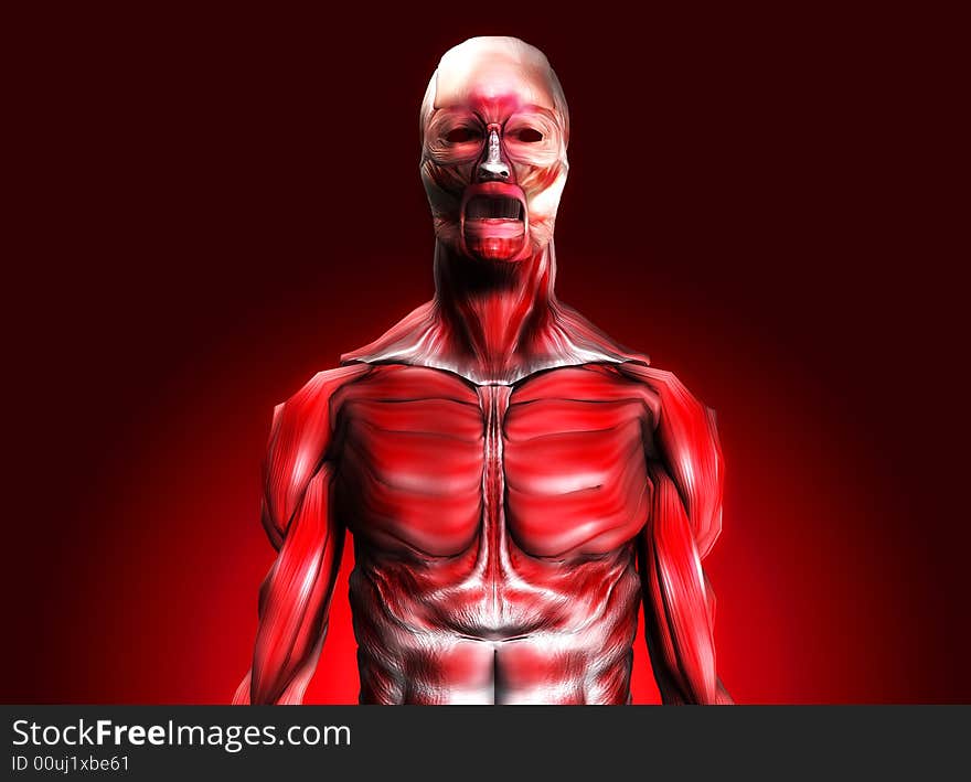 A male body that is made up of just muscles, it would make a good medical or Halloween image. A male body that is made up of just muscles, it would make a good medical or Halloween image.