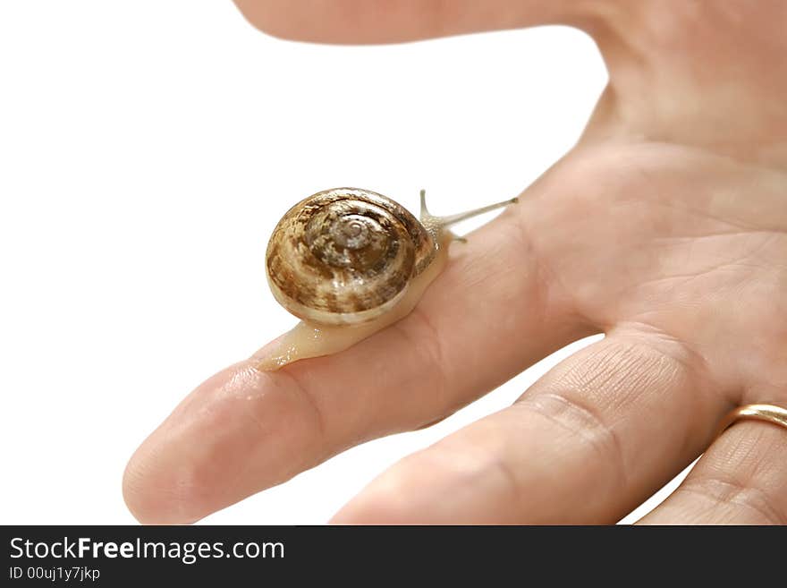 Snail on a finger