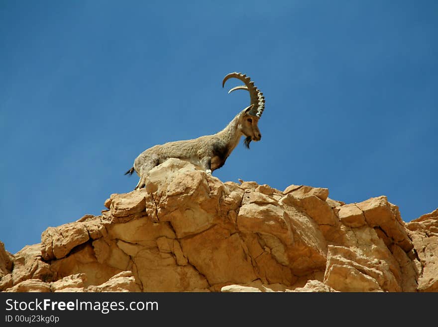 Ibex male overlook on a stone. Ibex male overlook on a stone.