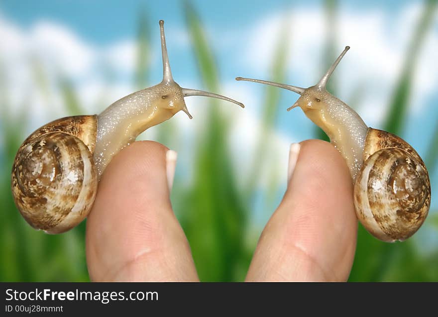 Snail on a finger