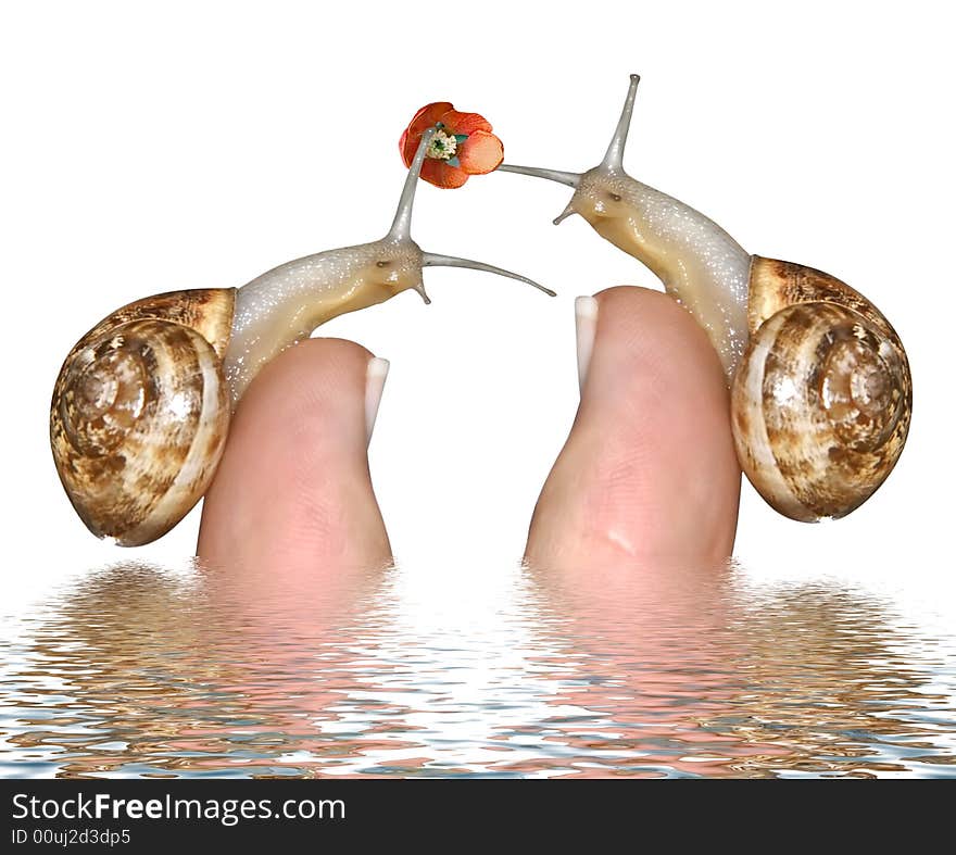 Snail On A Finger