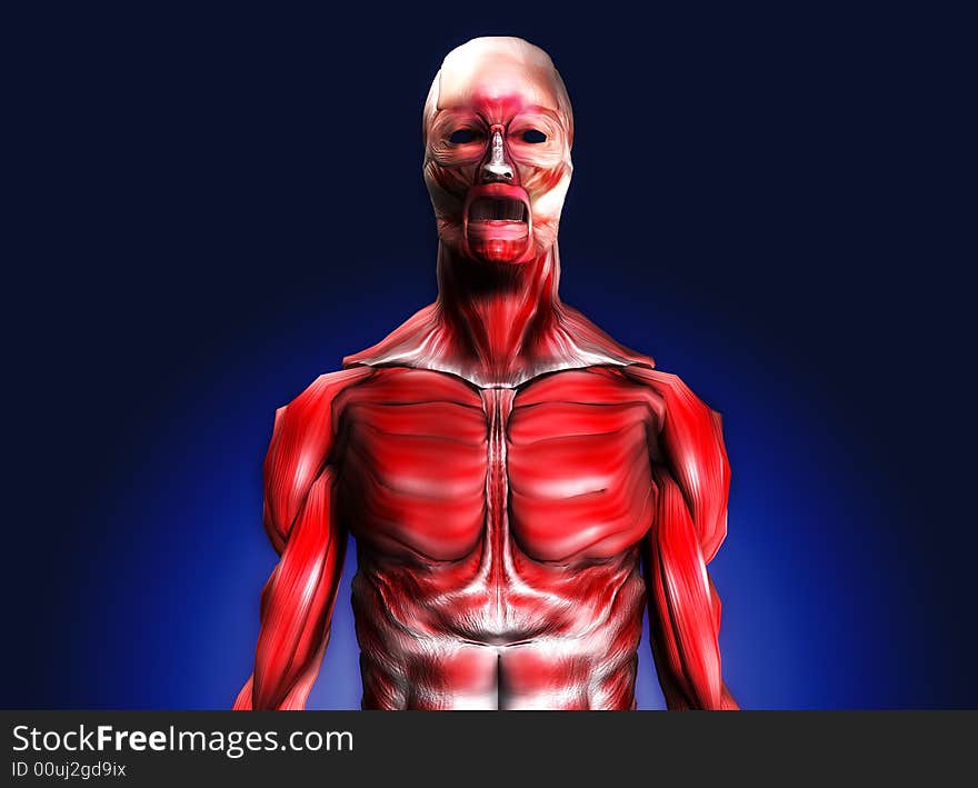 A male body that is made up of just muscles, it would make a good medical or Halloween image. A male body that is made up of just muscles, it would make a good medical or Halloween image.