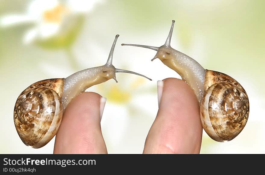 Snail On A Finger