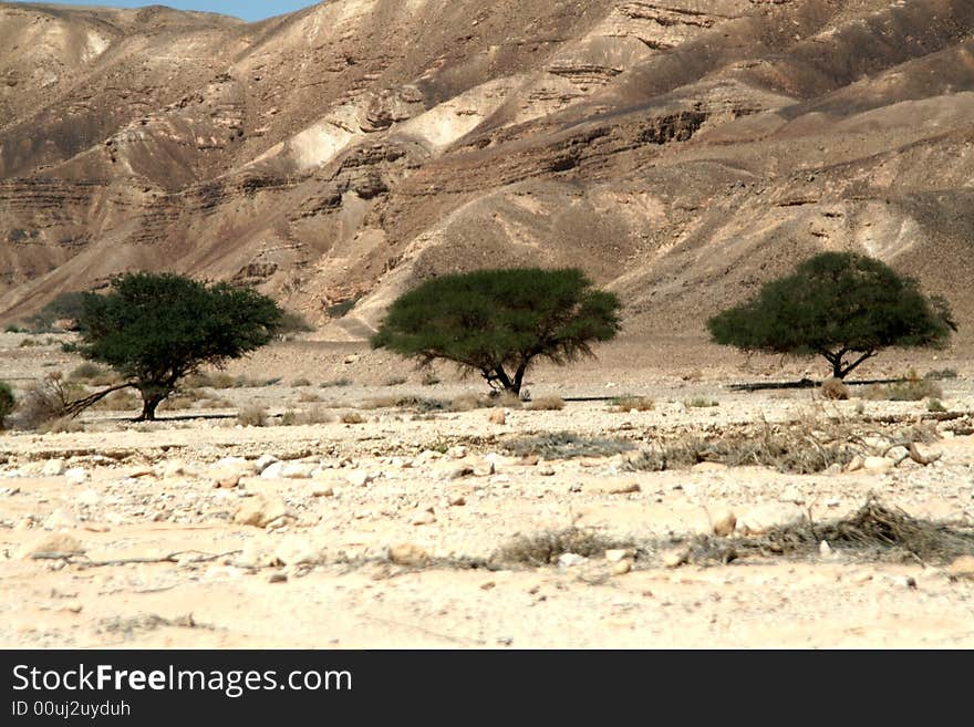 Three acacias in standing in the dryness. Three acacias in standing in the dryness.