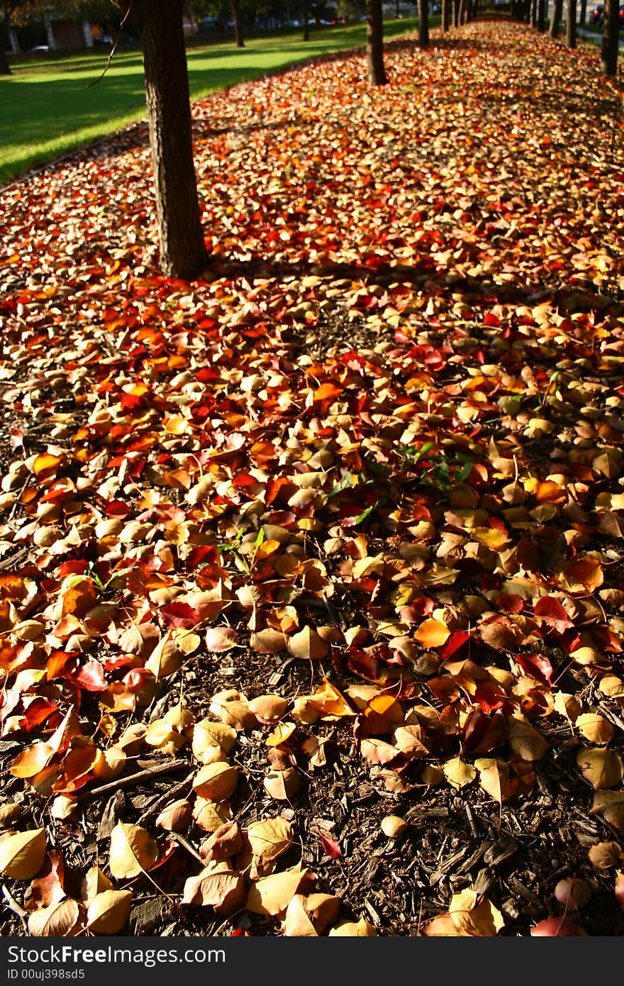 A field of fallen leaves in a autumn. A field of fallen leaves in a autumn