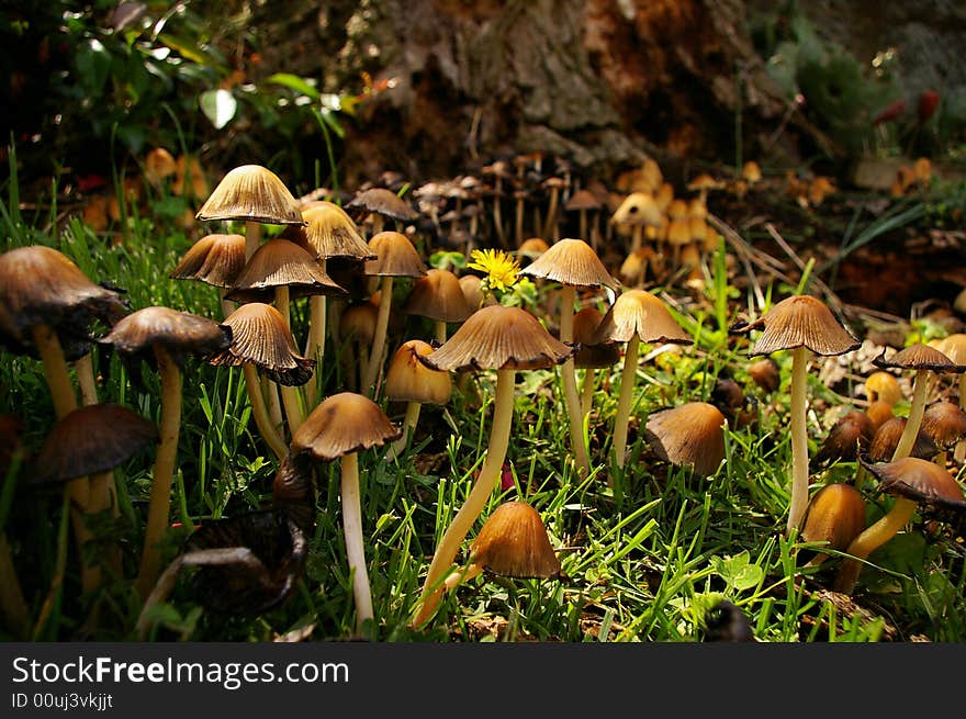 Dozens of mushrooms growing a the base of a tree in the Springtime. Dozens of mushrooms growing a the base of a tree in the Springtime