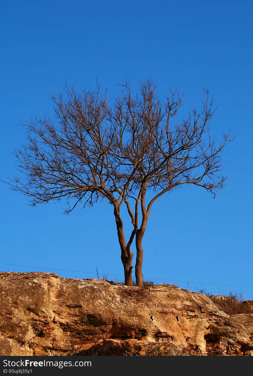 Lonely tree