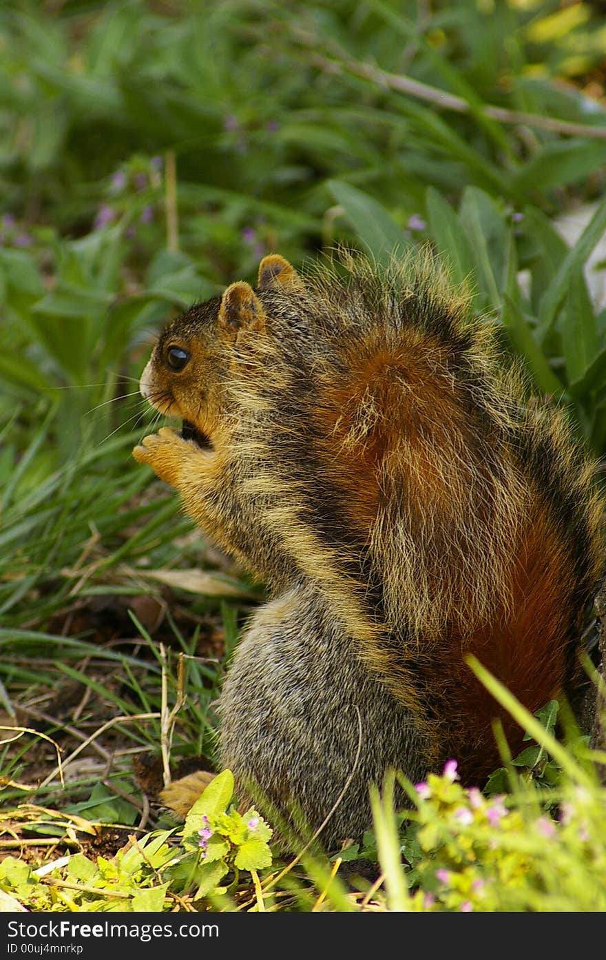 Gray Squirrel with Nut