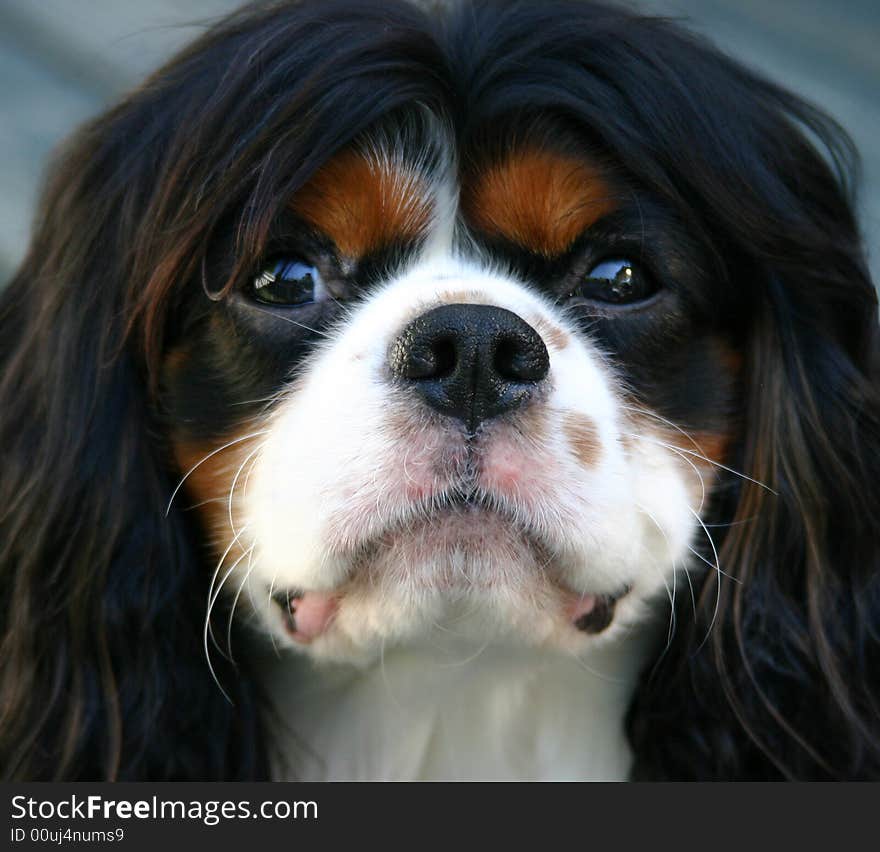 Cavalier King Charles Spaniel