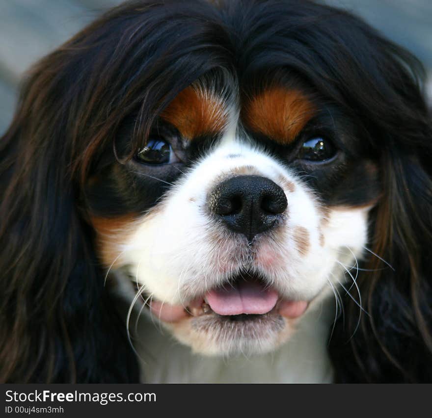 Cavalier King Charles Spaniel with a Smiley Face