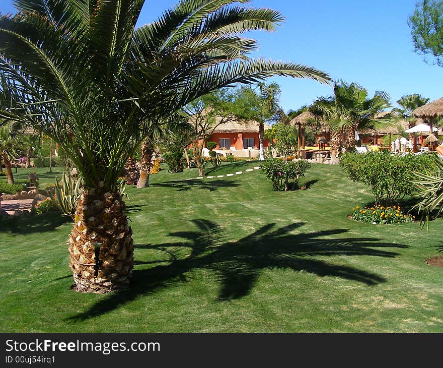 Palm and its shadow on the grass. Palm and its shadow on the grass