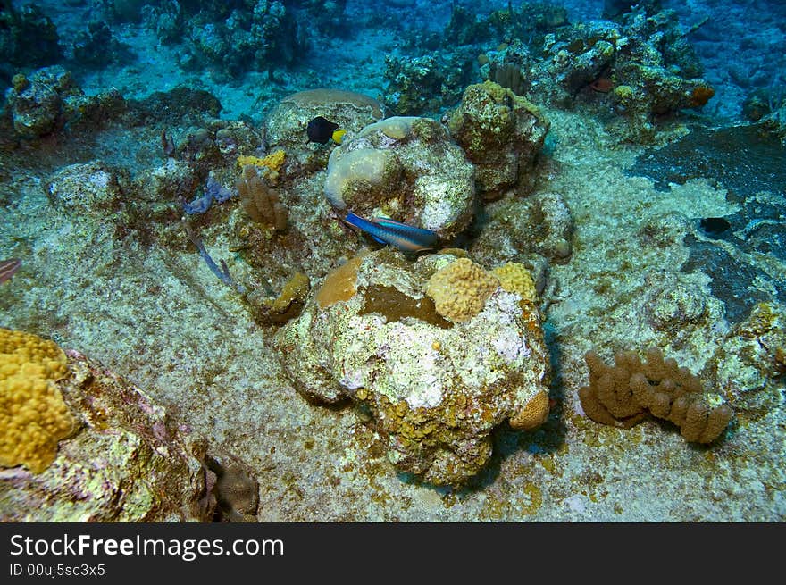 Colorful coral reef with parrotfish in blue caribbean water near roatan honduras. Colorful coral reef with parrotfish in blue caribbean water near roatan honduras