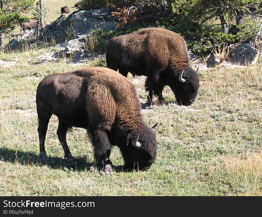 Buffalo at Yellowstone National Park. Buffalo at Yellowstone National Park