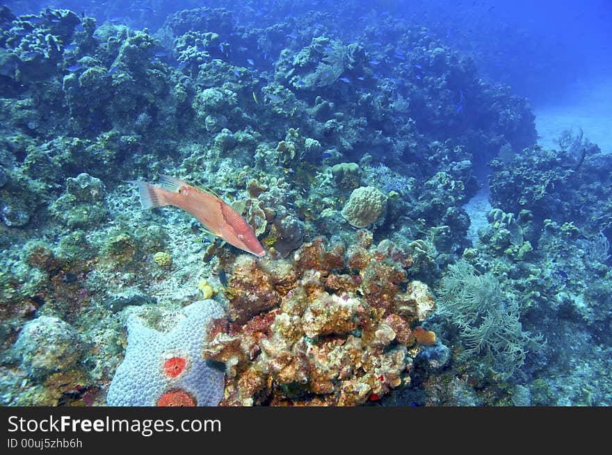 Hogfish and coral reef