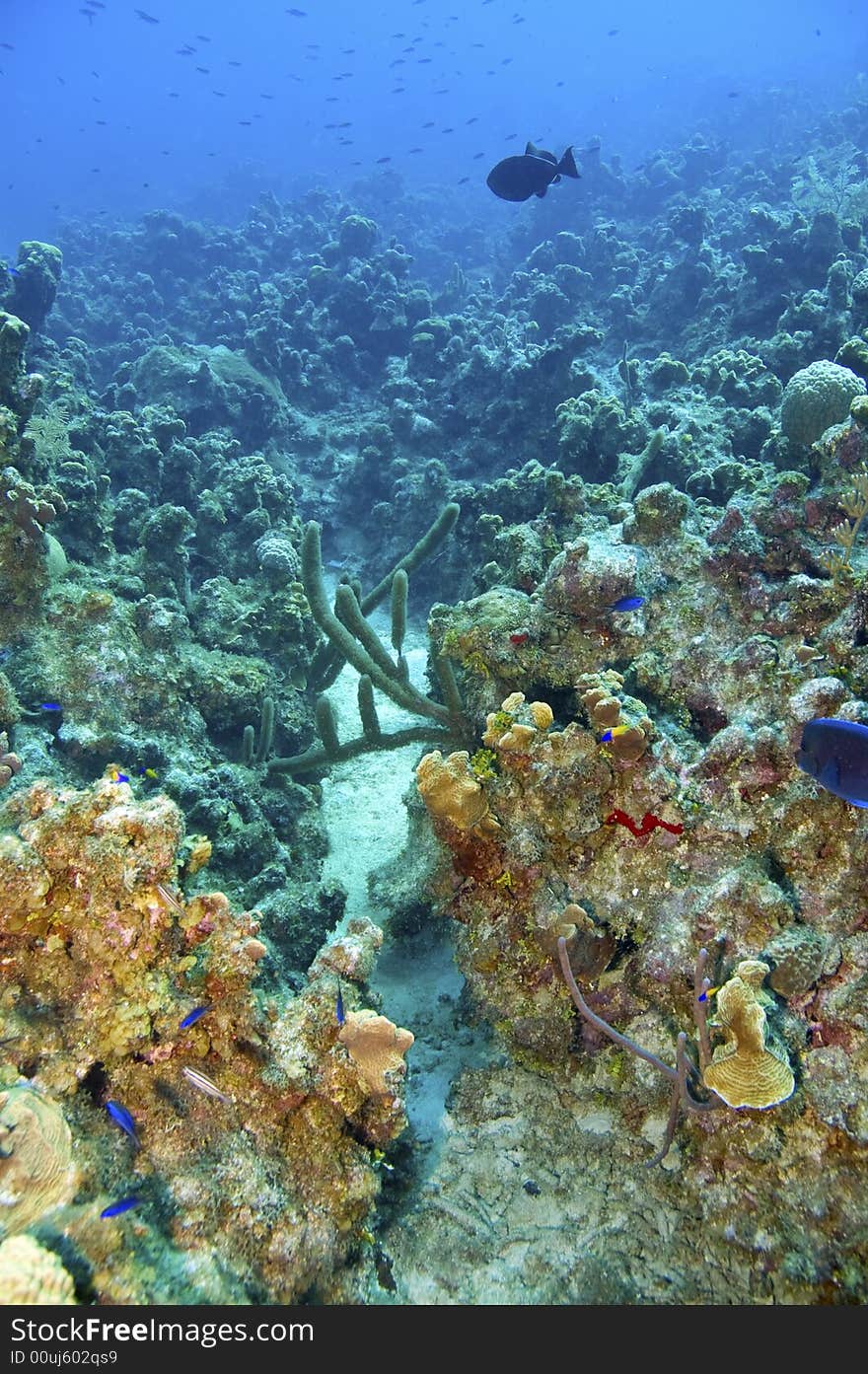 Coral, Sponges And Blue Tang Fish