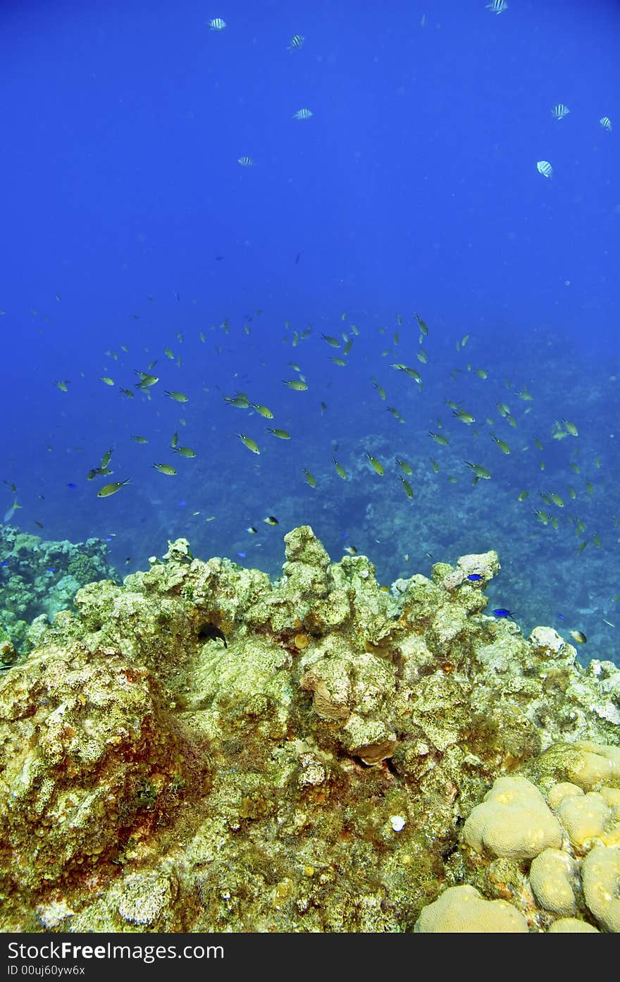 School of chromis damselfish above colorful coral reef in caribbean sea near roatan honduras. School of chromis damselfish above colorful coral reef in caribbean sea near roatan honduras